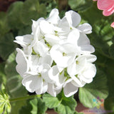 25+ Presto White Geranium Seeds for Garden Planting - USA - FREE SHIPPING! Garden Plants