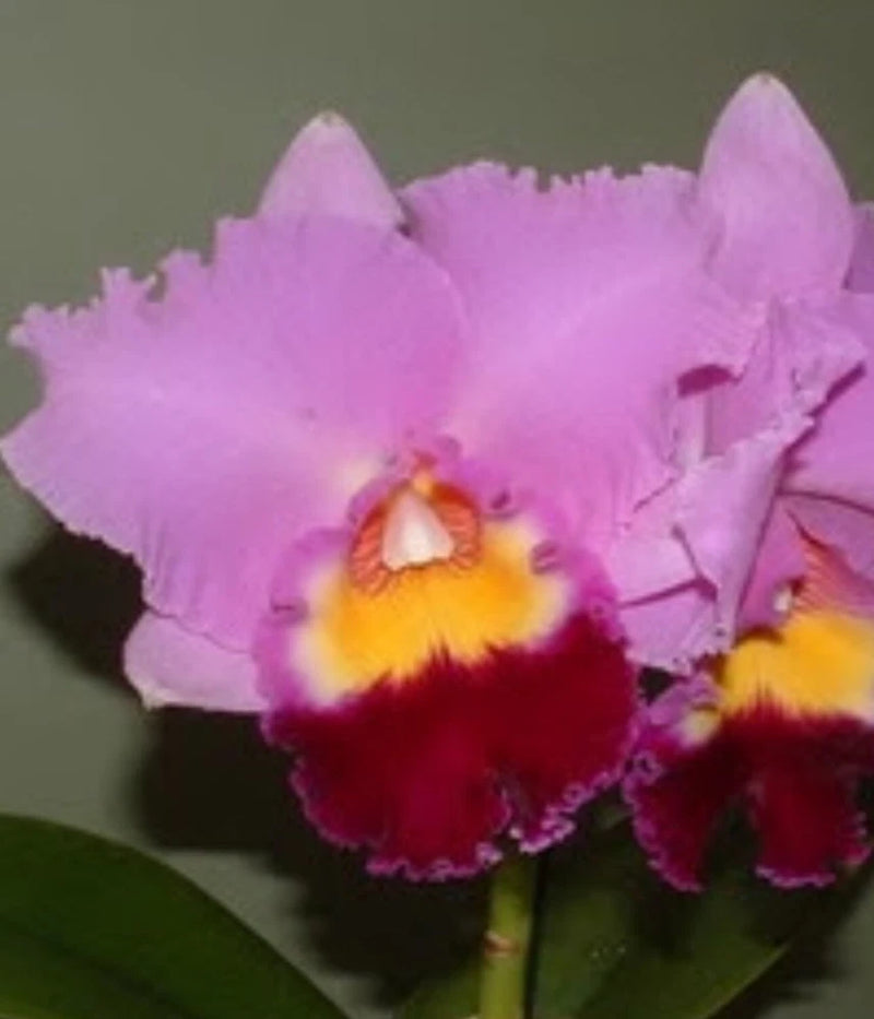 Blooming purple cattleya orchid flower with yellow center and maroon-red lip