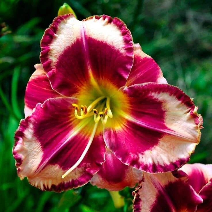 Pink and white lily flower with ruffled petals and yellow center