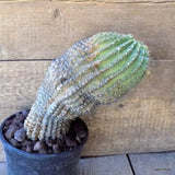D5497 ACANTHOCALYCIUM VIOLACEUM pot16-H25-W12 cm MaMa Cactus Green Plant
