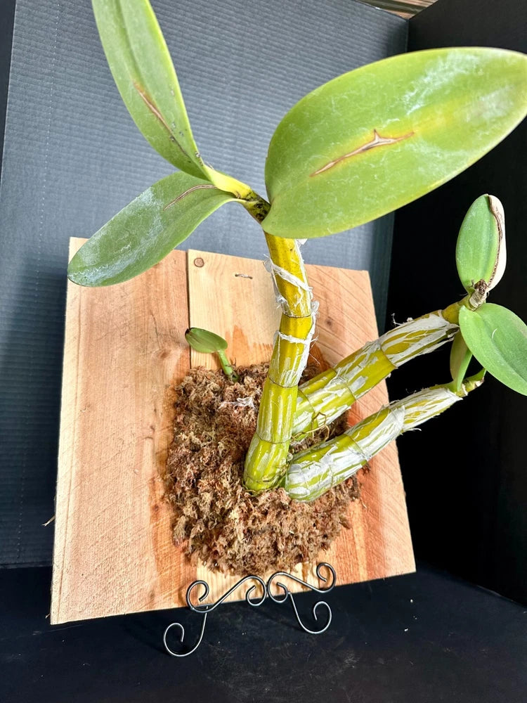 Large orchid plant with green leaves on wooden planter with moss and cane stems