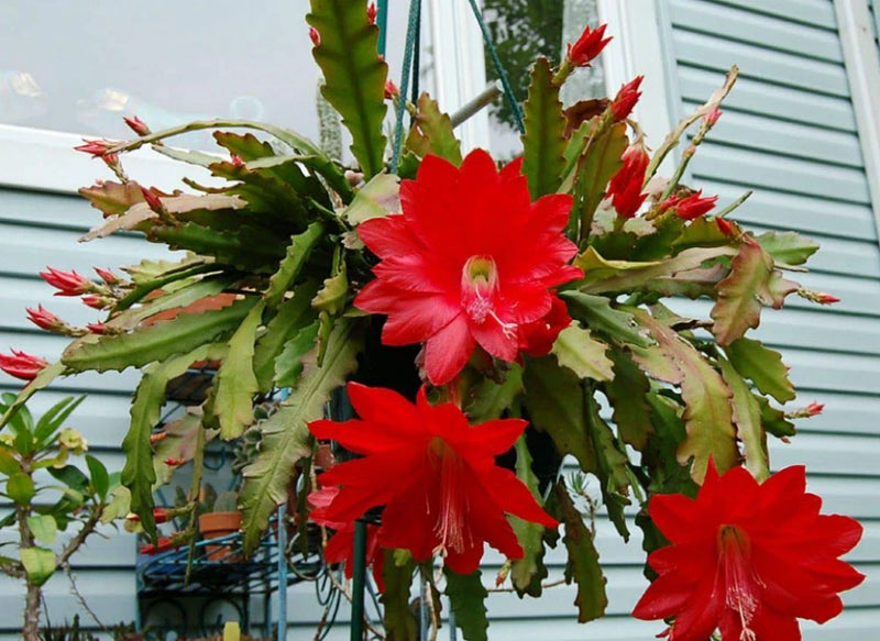 Red Epiphyllum orchid live plant with bright red blossoms and green leaf pads