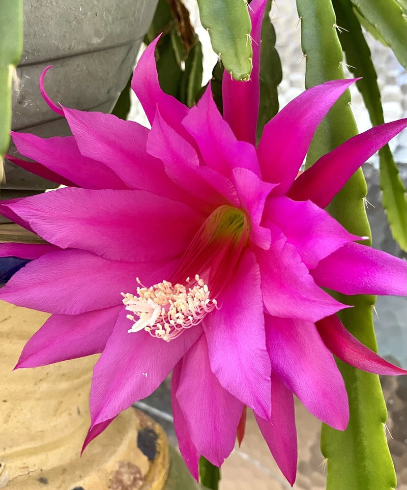 Epiphyllum Chinese Princess orchid flower in vivid fuchsia pink with pale stamens