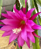 Epiphyllum "Chinese PrincessÓ 3 Fresh Cuttings 6Ó to 8Ó - Large 7Ó Flower Orchids