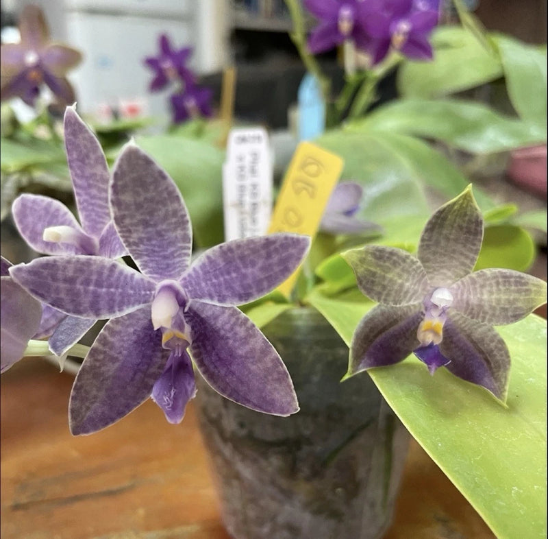 QA196 Phal. KS Blue Ludde 319 x Phal. Mainshow Blue Elf Orchids