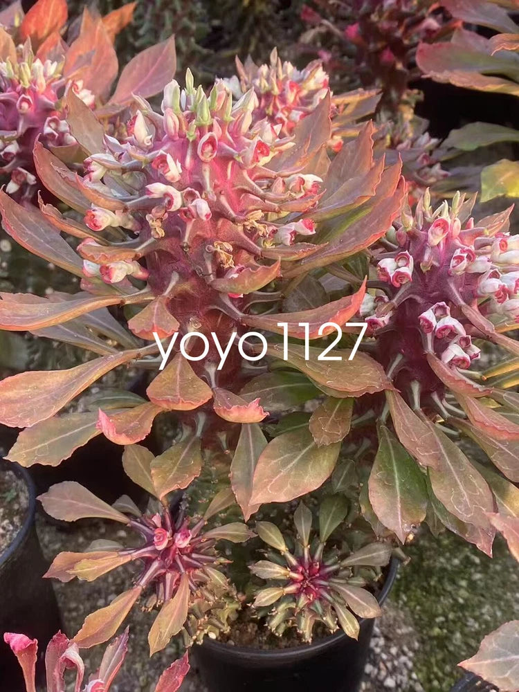2PCS Monadenium guentheri Succulent Plant Garden beautiful Plant High6-8cm Garden Plants