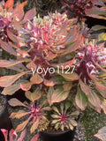 2PCS Monadenium guentheri Succulent Plant Garden beautiful Plant High6-8cm Garden Plants