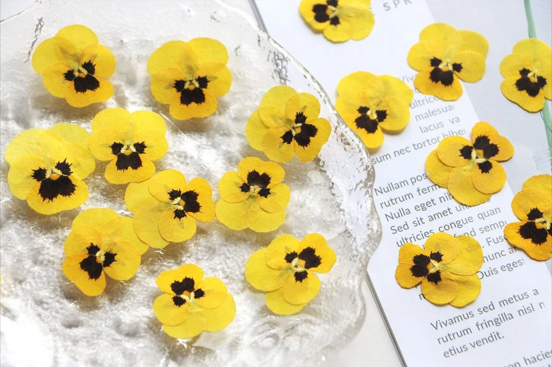 Pressed yellow pansy/viola flowers, flat dried blooms with dark centers (12 pcs)