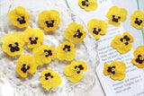 12PCS Real Pressed Dry Pansies/Violas Flower for art candle craft FSS47 #5 Dried Flower