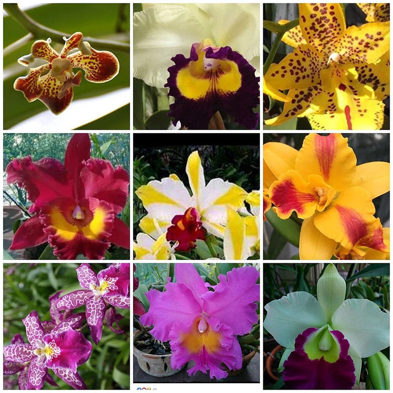Assorted cattleyas orchids with multicolor blooms in yellow, purple, and red