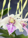 Orchid Plant Dendrobuim Sawurai 1 stem bareroot Orchids