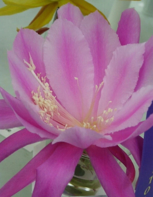 Orchid cactus bloom with layered pink and purple petals and pale stamens