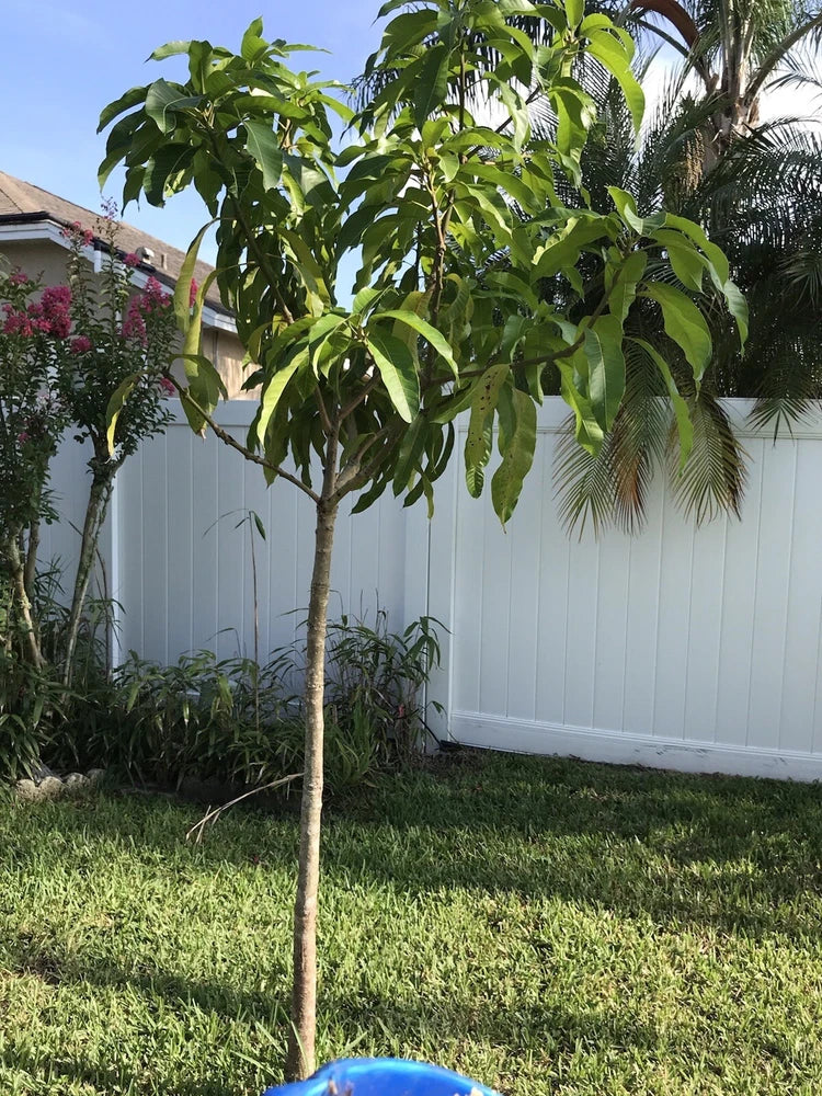 Young leafy tree sapling with green leaves planted in green grass yard