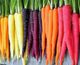 Rainbow Blend Carrot Seeds | Heirloom | Non-GMO | Fresh Garden Seeds Garden Plants