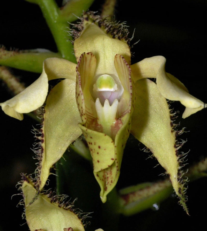 Unique find - Dendrobium finisterrae Orchids