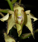 Unique find - Dendrobium finisterrae Orchids