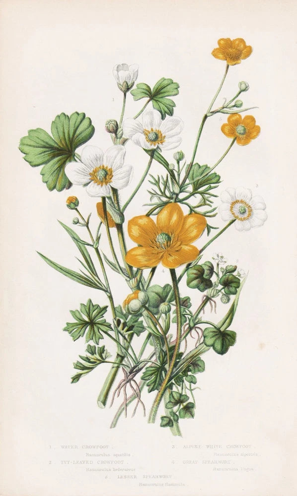 Ranunculus aquatilis flowers flowers botany botany Anne Pratt lithograph 1870 Ranunculus
