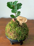 1 SMALL PALM SIZE BONSAI CALIFORNIA COASTAL LIVE OAK ACORN KOKEDAMA Green Plant