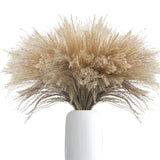 100Pcs Natural Dried Pampas Grass Plume 17inch Tall Dried Flowers Large Faux ... Pampas Grass