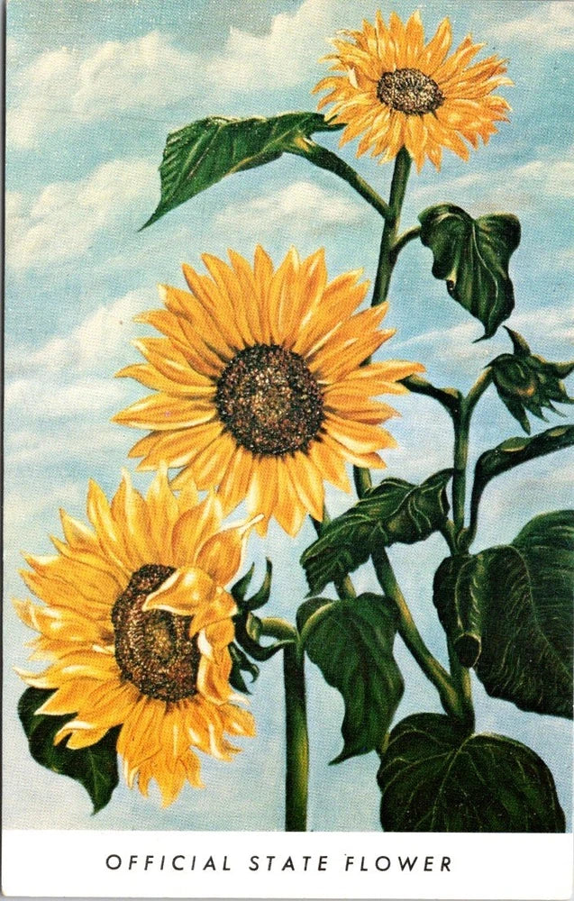 Kansas Sunflower Official State Flower Adopted Legislature 1903 Vintage Postcard Sunflower