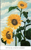 Kansas Sunflower Official State Flower Adopted Legislature 1903 Vintage Postcard Sunflower