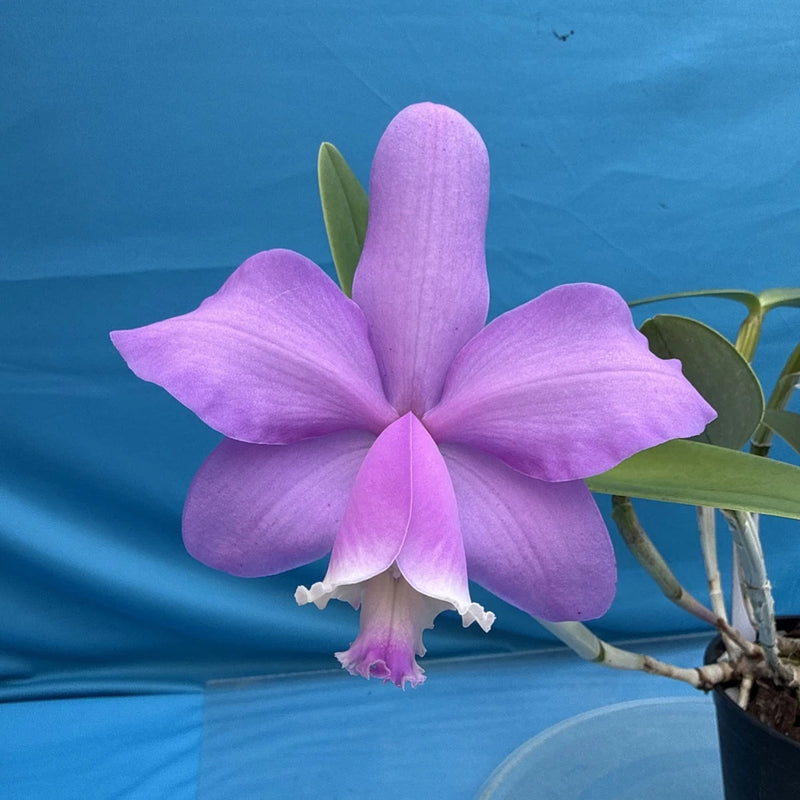 Purple Cattleya orchid bloom with broad petals and central lip, in a dark pot