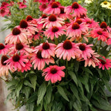 100 Pink Coneflower Seeds Ð Long-Blooming Perennial for Pollinator Gardens Daisies