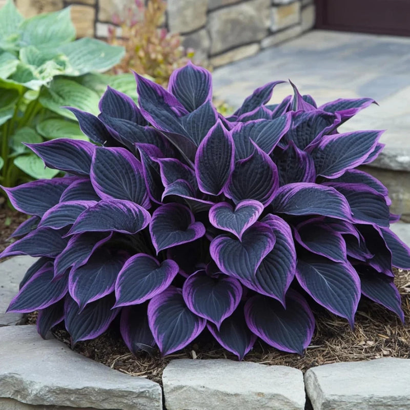 330+ Hosta Seeds for Planting - Perennial Hosta Seeds Outdoor Garden Attract ... Garden Plants