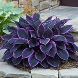 330+ Hosta Seeds for Planting - Perennial Hosta Seeds Outdoor Garden Attract ... Garden Plants