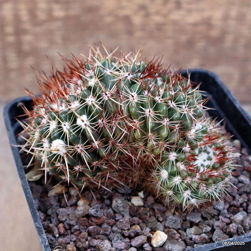 Potted cactus plant in a dark pot, green stems with sharp spines and small pink tips
