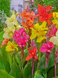 Canna Lily Seeds ~ YOU CHOOSE COLOR & QUANTITY~Free Ship from USA~Pls see descr Lily