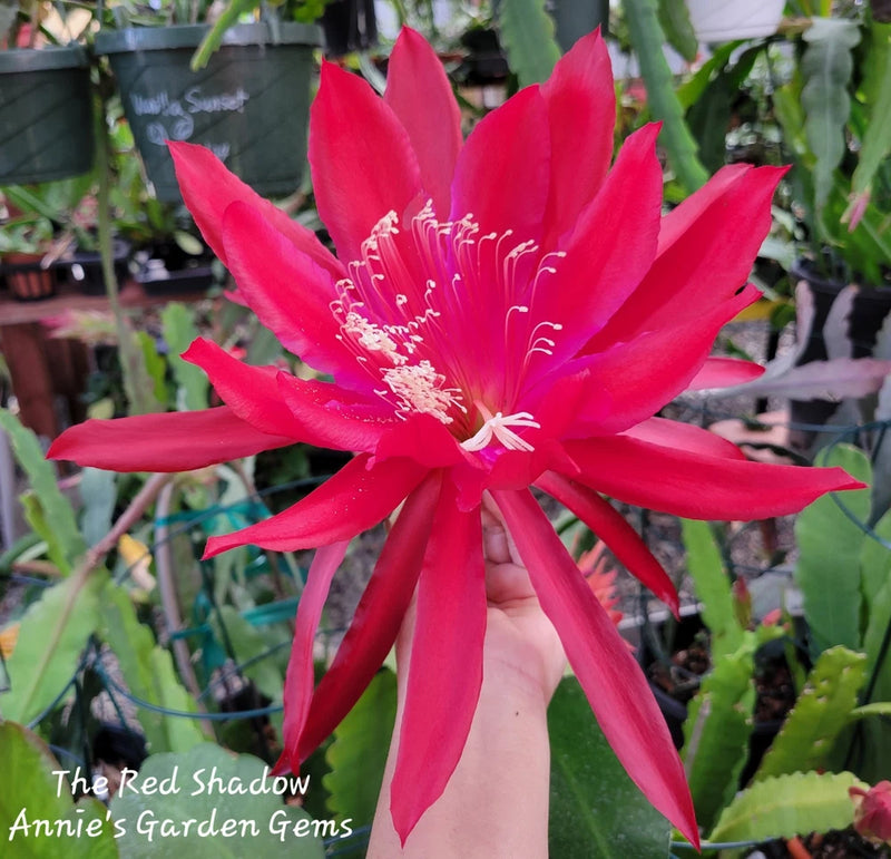 Red Epiphyllum orchid flower with long petals and white stamens on a stem