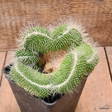 D6452 MAMMILLARIA SPINOSISSIMA UNPICO CRESTED pot10-H10-W14 cm  MaMa Cactus Green Plant