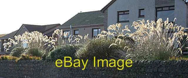 Photo 6x4 Pampas Grass Banff/NJ6864 I hadn't noticed how much pampa c2007 Pampas Grass