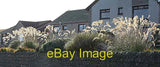 Photo 6x4 Pampas Grass Banff/NJ6864 I hadn't noticed how much pampa c2007 Pampas Grass