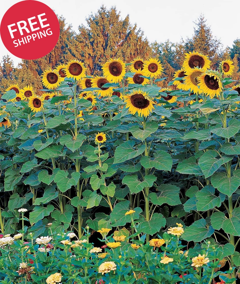 Sunforest Mix Sunflower Seeds 100 Seeds Heirloom Non-GMO Annual Garden Planting Garden Plants