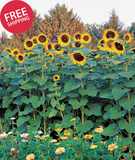 Sunforest Mix Sunflower Seeds 100 Seeds Heirloom Non-GMO Annual Garden Planting Garden Plants