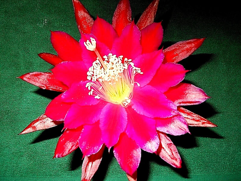Orchid cactus bloom with bright red-pink petals and yellow center