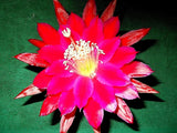 EPIPHYLLUM ORCHID CACTUS         HUMSTRUK CHAMPION Orchids
