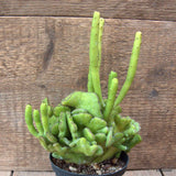 D7128 EUPHORBIA LEUCODENDRON CRESTED pot10-H20-W16 cm MaMa Cactus Green Plant
