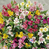 100 Seeds Mixed Alstroemeria Peruvian Lily Perennial Herbaceous Garden Plants Lily