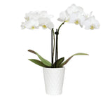 6-10" White and Yellow Mini Orchid Live Plant in 2.5" White Ceramic Pot, House P Orchids