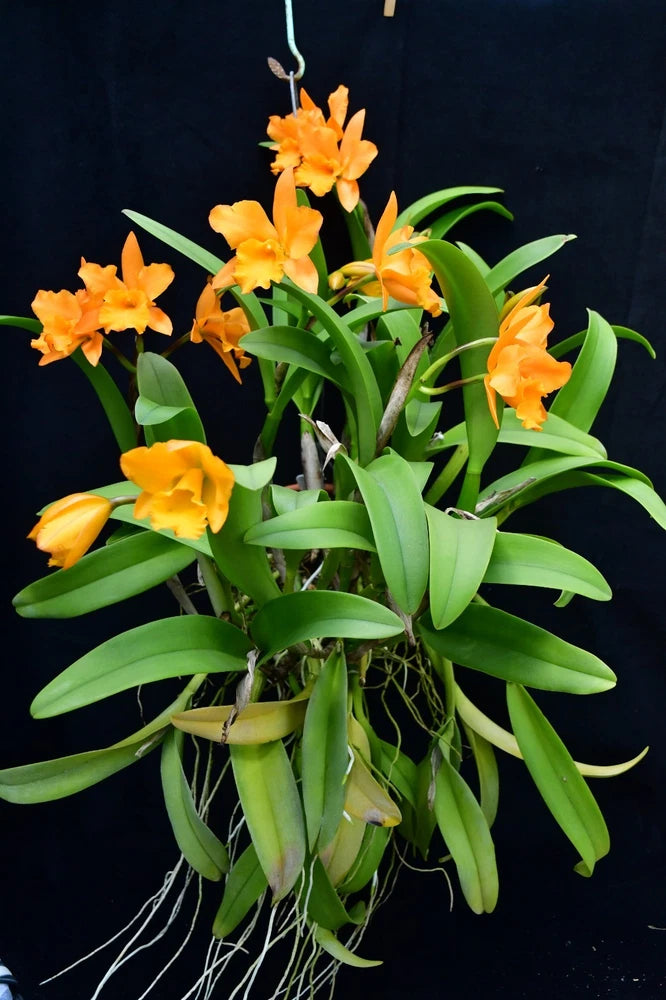 Orange Cattleya orchid stems with clustered yellow-orange blooms and long green leaves