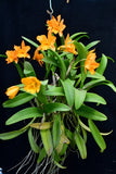 Cattleya orange Orchids
