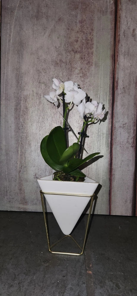 White orchid plant in gold metal stand, potted with green leaves and blossoms.