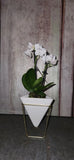 Orchid Plant Orchids