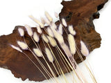 30 Pieces - 12-15" Pale Lavender Bunny Tail Preserved Dried Botanical Grass Boho Dried Flower