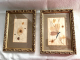 VTG Pressed Flowers Petals Seed Pods Gold Wood Framed Wall Art 8x6" w/Glass Set2 Dried Flower
