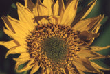 35 MM Color Slides Pro Photo Flowers Nature Sunflower Close-up 1995 #17 Sunflower