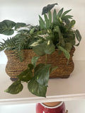 PLASTIC GREEN PLANT IN A WICKER BASKET CASE EXCELLENT CONDITION Green Plant